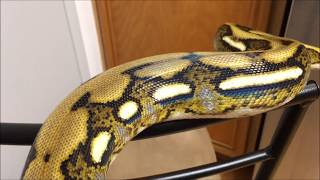 Max the Retic 2018