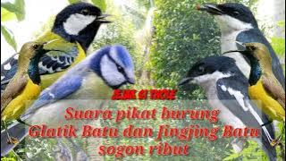 suara pikat glatik batu dan jingjing batu serta sogon ribut amouh buat mikat burung liar #part 059