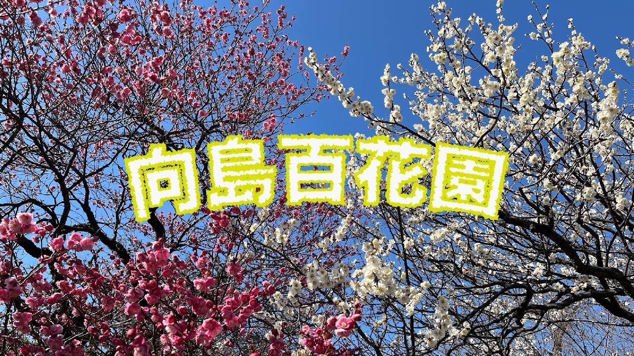 梅まつり の きどうおん