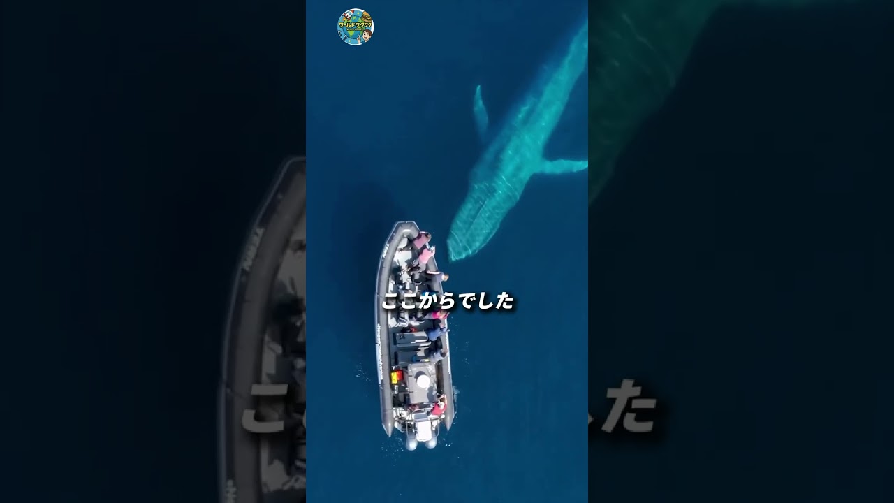 空母で魚にエサ禁止…その理由が危険すぎた