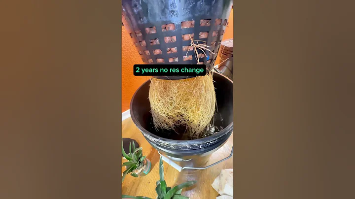 What PH and EC / PPM for hydroponic plants #PH #EC #PPM #hydroponics