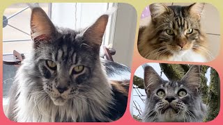 🌟🐾 Top10 Week 11 - Maine Coon Showtime! Your Ranking of Shorts with Sherkan & Shippie! 🐾🌟 127 by Maine Coon Cats TV 280 views 1 month ago 3 minutes, 19 seconds