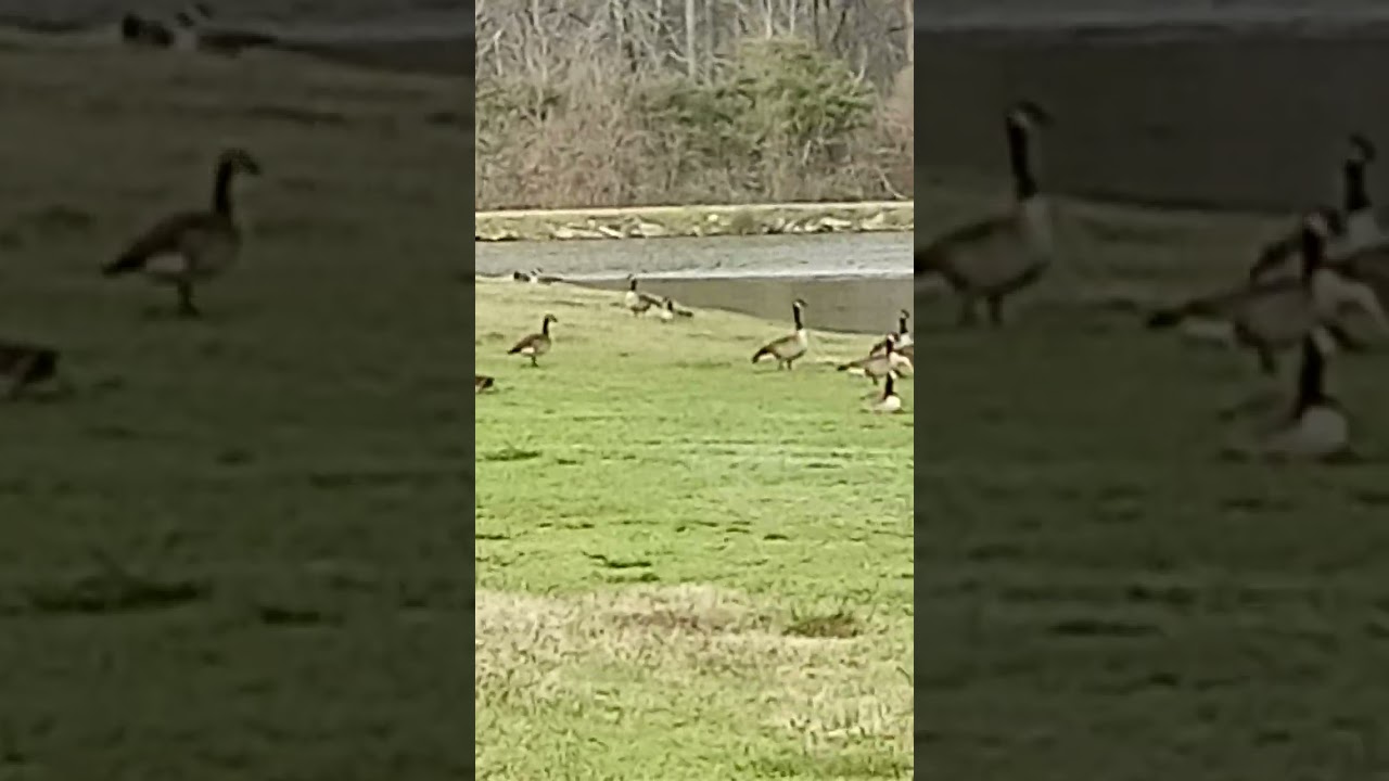 Canada Geese Follow Their Lookouts to the Water🦆🦩🕊️🦢🌿