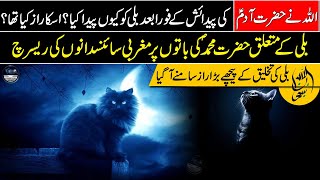 The Great Mystery about Why Cats Were Created I Cats in Islam: The Sunnah & Blessings