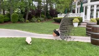 Blue Peacock Mating 2023