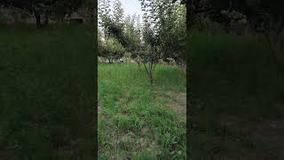 #maruzalar #maruza #abdullohdomla #sardordomla #abdullah #islom #islomiy_videolar