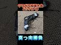 第17回ムシバト杯 グランディスオオクワガタVSスラウェシヒラタ #shortvideo #クワガタ #ムシキング
