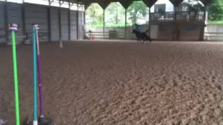 Doodlebug jumping