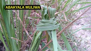 Weyozeeko Munseke Eddagala Lirino Alumwa Endira Lino Ddagala