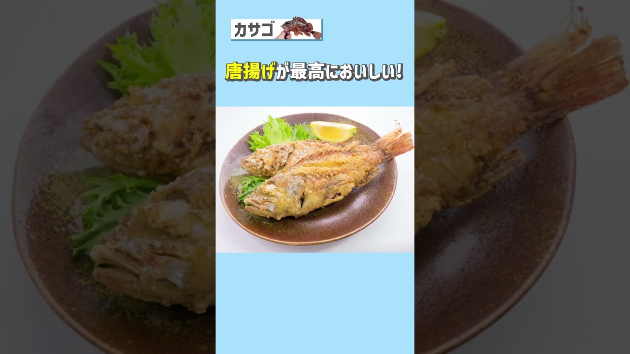 GWに簡単に釣れる 美味しい魚 3選!! #釣り #shorts
