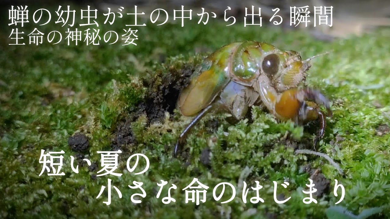 セミの幼虫が土の中から出る瞬間 Twitterでバズった Youtube