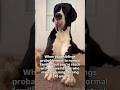 My Great Dane is tired of your personalized songs #fypシ #greatdane #hugedog #funny #giantdog #yt