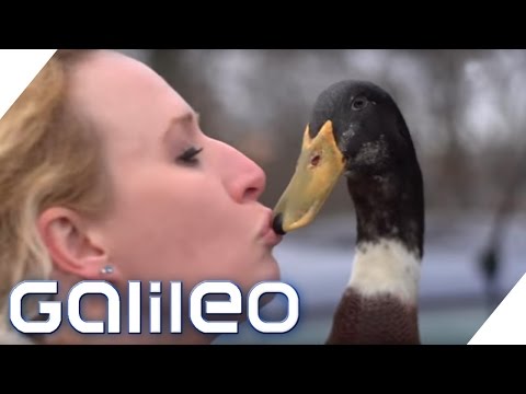 Daniel the Duck: Wie helfen Therapie-Enten? | Galileo | ProSieben