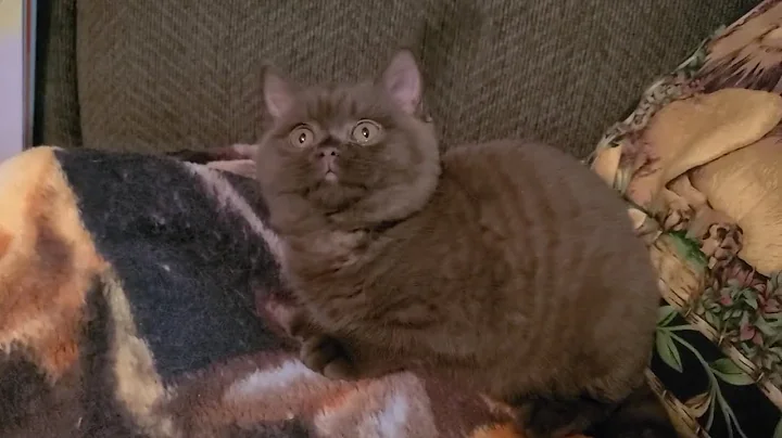 Watch the video about Chocolate British Shorthair female kitten
