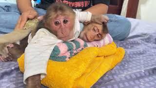 Adorable monkey lives peacefully in home filled with soft love 🐒💖 #CalmLife #MonkeyJoy screenshot 5