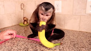 Monkey Peeling Banana!