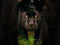 leopard vs Black panther in different Attitude #leopard #blackpanther #animalshorts