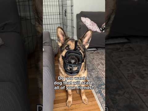 Video: Tror du at du vet den tyske gjeterhunden? Prøv vår quiz