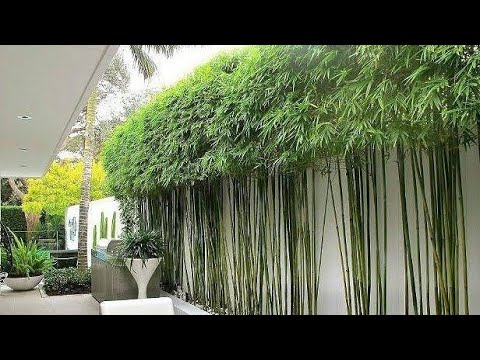 Outdoor plants for house, outdoor tree, plant, boundary design,Green