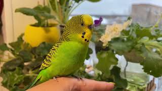 :      . Cute budgie sings a song