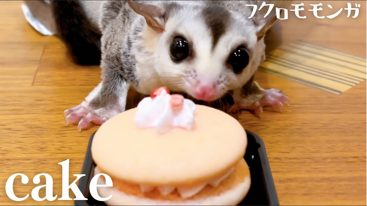 【バレンタインオリジナル生地】１５＊ころんと日和＊フクロモモンガ＊小動物 バレンタインオリジナル生地】15＊ころんと日和