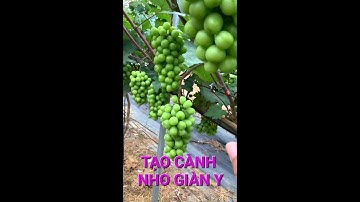 Kỹ thuật tạo cành nho giàn chữ Y Sai và đúng!