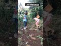 panen kacang sama jagung