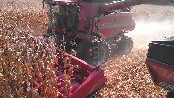 Case 8230 shelling corn