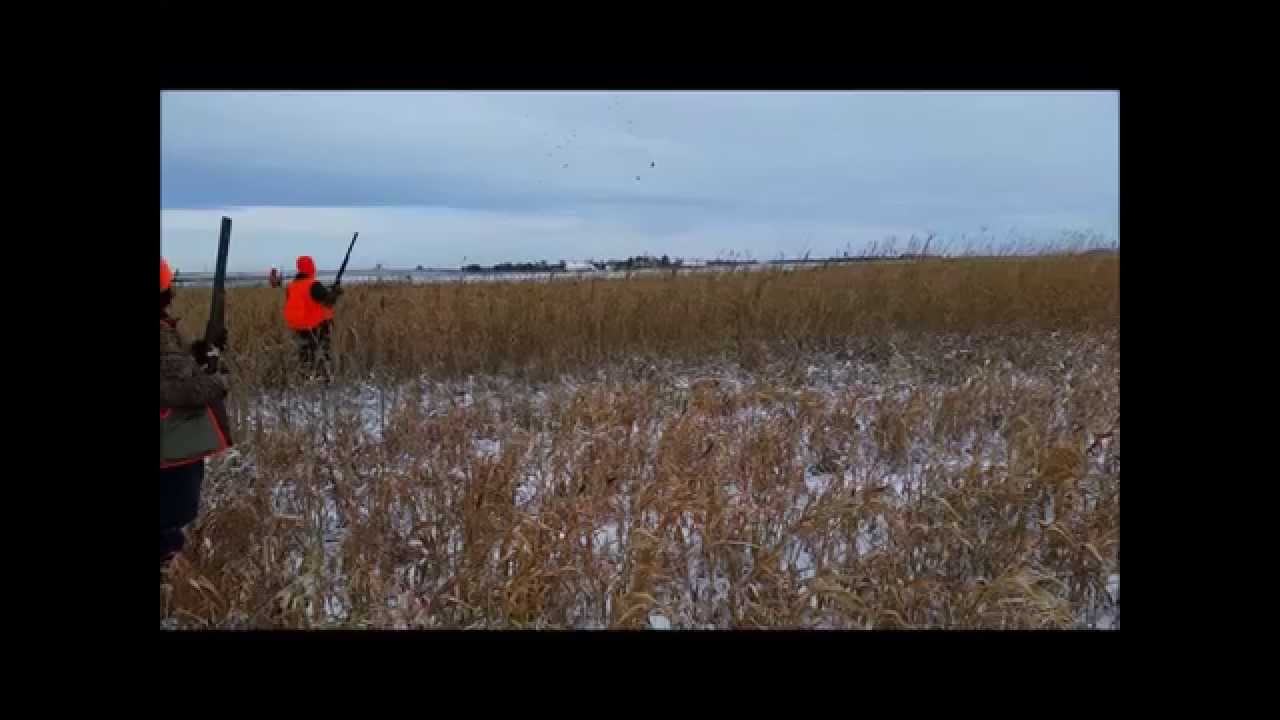 Kinsley, Kansas Pheasant 2014 YouTube
