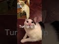 Turi Ip Ip Ip Shorts Ytshorts Memes