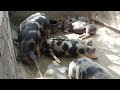 Resultado dos porcos com 5 meses + venda para abate | Porco de engorda
