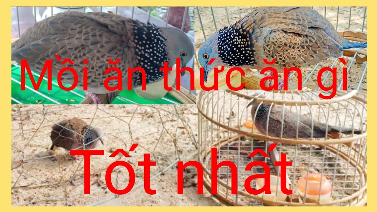 Cu mồi cho ăn thức ăn gì để tốt nhất & hiệu quả nhất