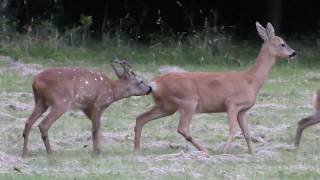 Roe Deer Rut 2017 - Buck with white spots