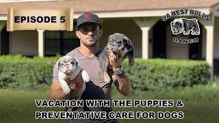 DaBestBulls Episode 5  Taking Care of Puppies and Preventative Care for Dogs