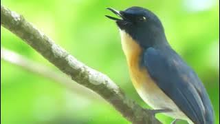 Mangrove Blue-flycatcher - Calling