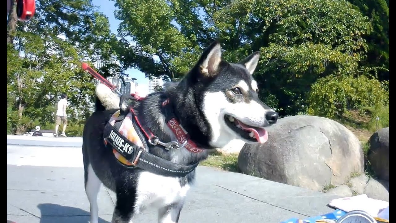 柴犬さん犬用リュックに入って靱公園へ Youtube