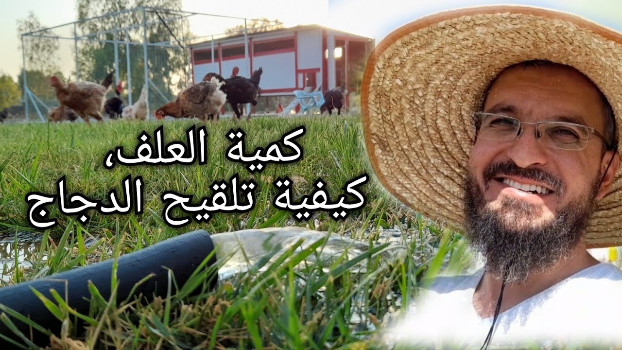 (41) ماهي كمية العلف التي تحتاجها الدجاج في  اليوم ، تلقيح الدجاج ضد الفيروسات الموسمية