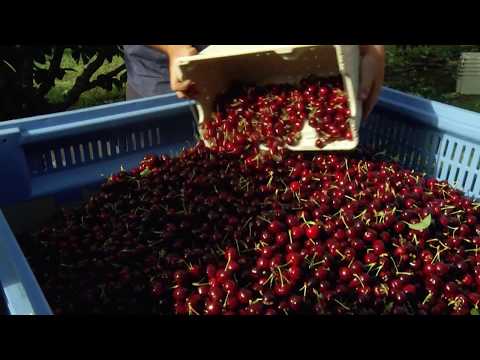 Mainland Australian cherries take to the air