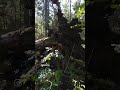 Прогулка по лесу в Беларуси. Грибалка. Лесной вайб. #лес #грибы #леснойвайб #грибнойвайб #грибалка