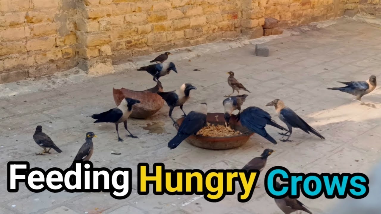 Feeding Hungry Crows | Relaxing Bird Sounds for Study Sleep 🐦‍⬛