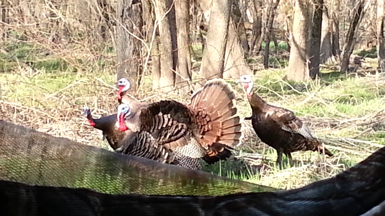 Jake turkeys! If they were gobblers they would be dead YouTube
