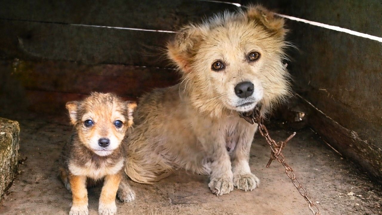 Desperate Mama Dog Begs For Her Puppies — Rescue Changes Everything ...