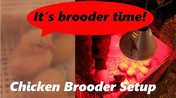 Swedish homestead - Moving new hatched chicken to the brooder from the incubator  🐣🐥