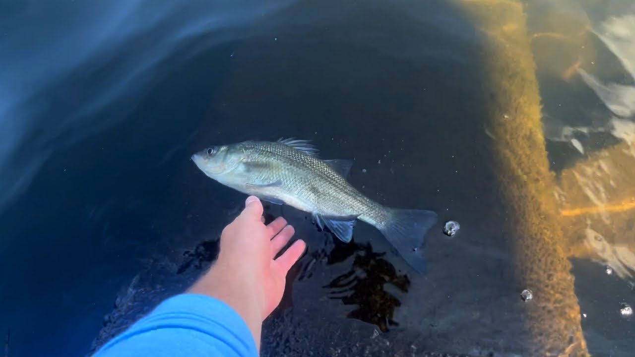 I Caught a Mystery Fish Bass Fishing Sam Rayburn Bass Manager The