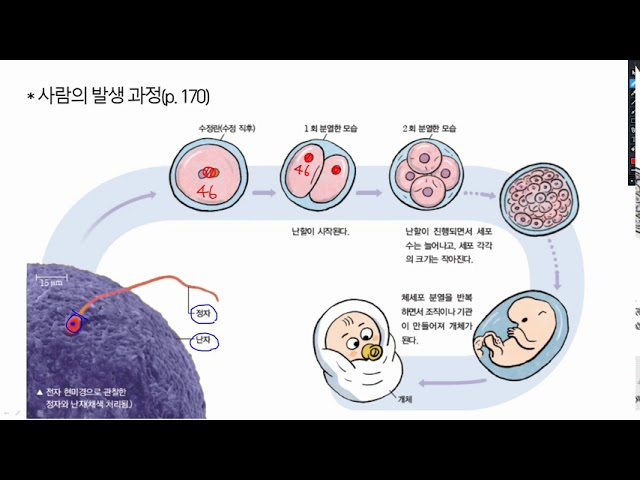 수정란이 개체가 되기 까지 - YouTube