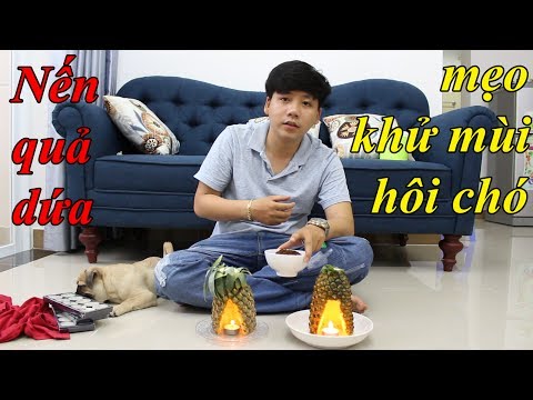 Mẹo khử mùi hôi chó mèo - Nến quả dứa và bã cà phê - hiệu quả ngay lập tức - chó Pug - Pugk Vlog
