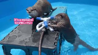 Otter LOVES Sprinkler and Gets Spun Right Round Baby Right Round!