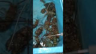 lobster Hunter 13..jenis lobster Mutiara,bambu,pasir dan udang kipas hitam hasil laut Indonesia