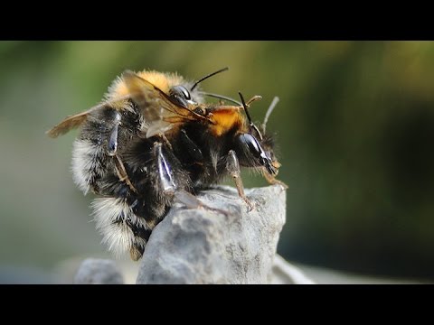 Tree Blebee Nest Dance You Tree Blebee Nest Dance