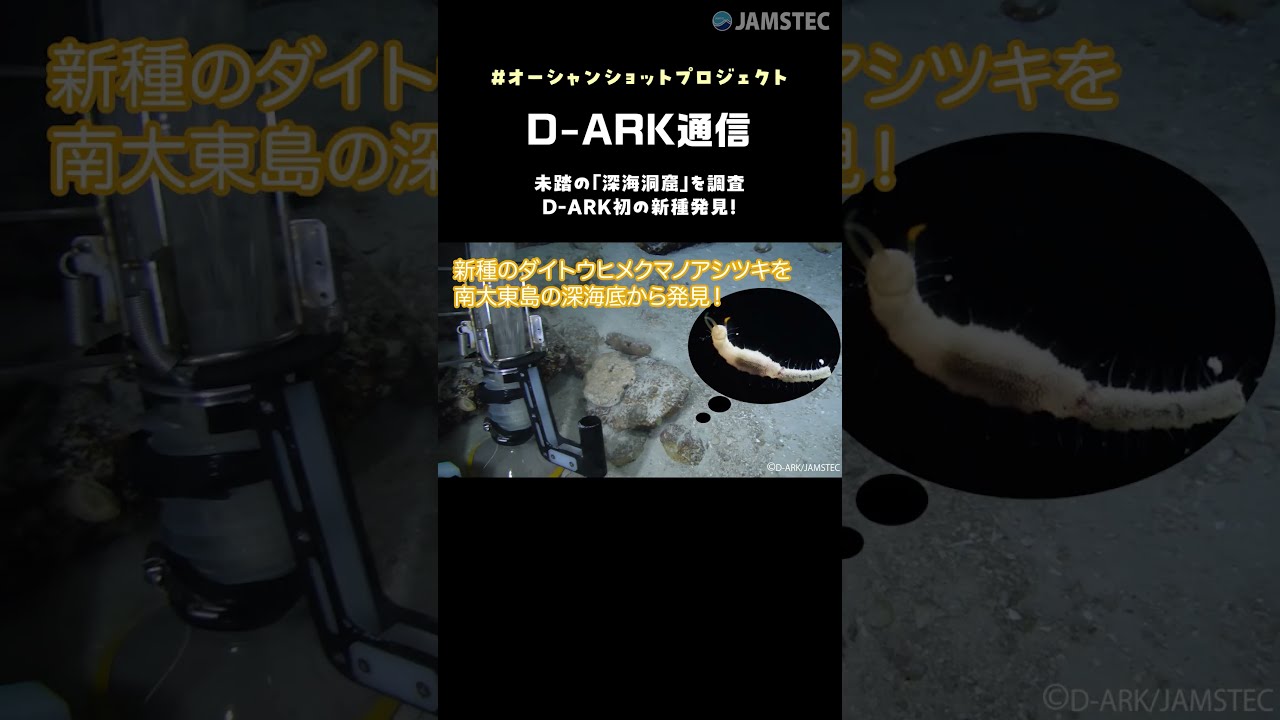 D-ARK初の新種👀＜D-ARK通信🦈💨＞